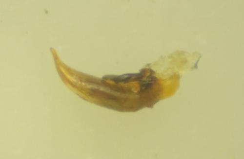 Réf. 270 749 : Microlestes minutulus